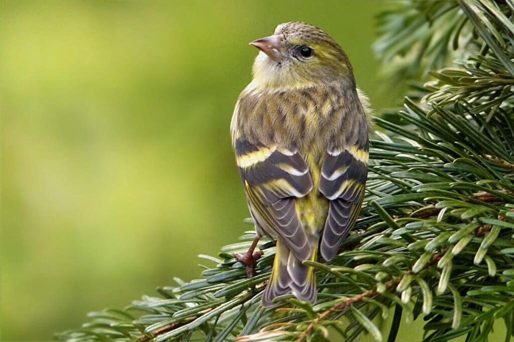 pine siskin